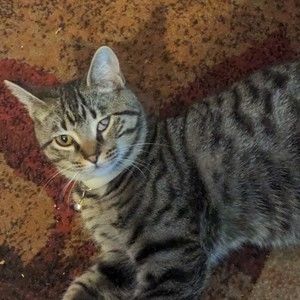 Meet your Posher, Stacey